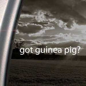  Got Guinea Pig? Decal Cavy 4 H Hamster Gerbil Sticker 