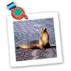 3dRose LLC Wild animals   Sea Lion   Quilt Squares