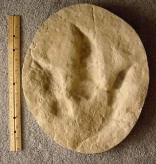 Fossil DINOSAUR TRACK CAST (Juvenile Theropod), Texas  