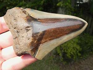 75e Megalodon fossil shark tooth SUPREME WHALE KILLER!!  