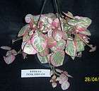 african violet kin Episcia Pink Brocade also called Cleopatra hanging 