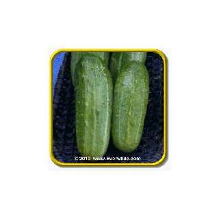  1 Lb Pickling Cucumber Seeds   Wisconsin SMR58 Bulk 