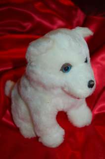   , American Eskimo, Siberian husky pup with wonderful blue eyes