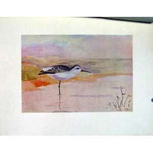  Color Birds C1924 Old Print Marsh Sandpiper Fine Art: Home 
