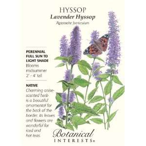  Lavender Hyssop Heirloom Seeds 125 Seeds Patio, Lawn 