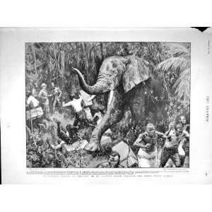  1899 AFRICA LLOYD MARCHING PYGMY FOREST ELEPHANT
