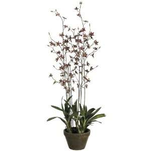    Faux Chocolate 62 High Dancing Orchid Plant: Home & Kitchen