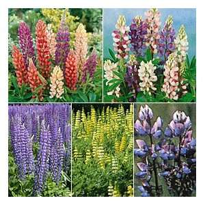  Lupine Seed Mix Patio, Lawn & Garden