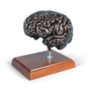  MEDart™ Brain, Copper