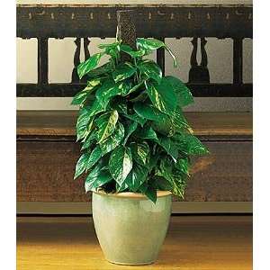  Proud Pothos   Same Day Delivery Available Patio, Lawn 