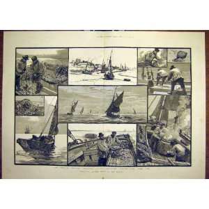  1883 Shrimping Thames River Fishermen Fishing Shrimps 