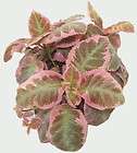 pink smoke flame violet episcia easy house plant 5 hanging