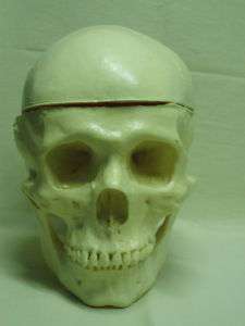 educational skull human plastic real size  
