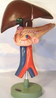   and duodenum model on stand click here for more photos deliver in 1 3
