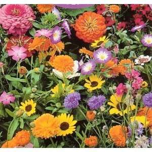   great for borders or a splash of color anywhere. Patio, Lawn & Garden