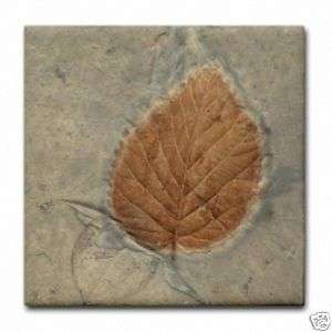 Leaf Fossil Stone Image Rock Ceramic Art Tile Coaster  