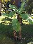 MUSA BASJOO BANANA TREES, COLD HARDY YET TROPICAL 12 14 inches tall
