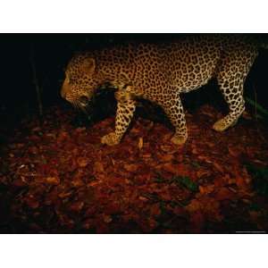  Camera Trap Shot of a Passing Leopard (Panthera Pardus 