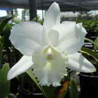 SC24 Orchid Plant C Hawaiian Wedding Song Virgin HCC/AOS Pot pack 