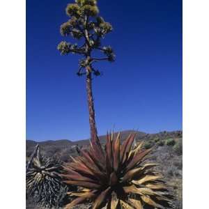  Century Plant, Agave Shawii, Blooms Against Blue Desert 