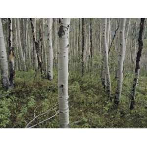  A Forest of White Birch Trees National Geographic Collection 