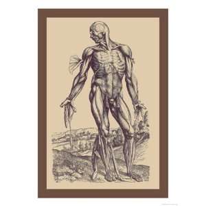   of the Muscles   Poster by Andreas Vesalius (12x18): Home & Kitchen
