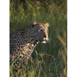 Leopard (Panthera Pardus), Kruger National Park, South Africa, Africa 