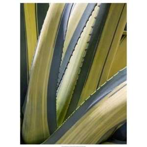 Rachel Perry   Variegated Agave II Canvas