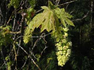 Bigleaf Maple tree in spring, with fresh, green spring leaves and 