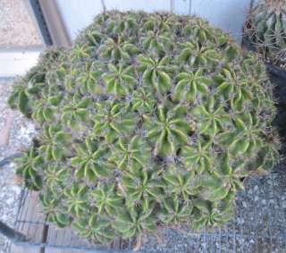 Ferocactus Robustus Multiplying Head Barrel Cactus 2nd Largest Ever 