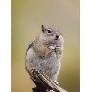 Golden Mantled Ground Squirrel Rocky Mountain National Park, Colorado 