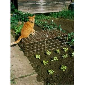  Metal Cage Over Seed Bed with Cat Sitting on Top 