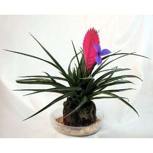   Pink Quill Volcano Plant   Exotic & Easy Patio, Lawn & Garden
