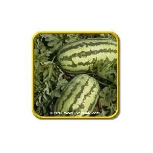  Jubilee   Watermelon Seeds   Jumbo Seed Packet (40 